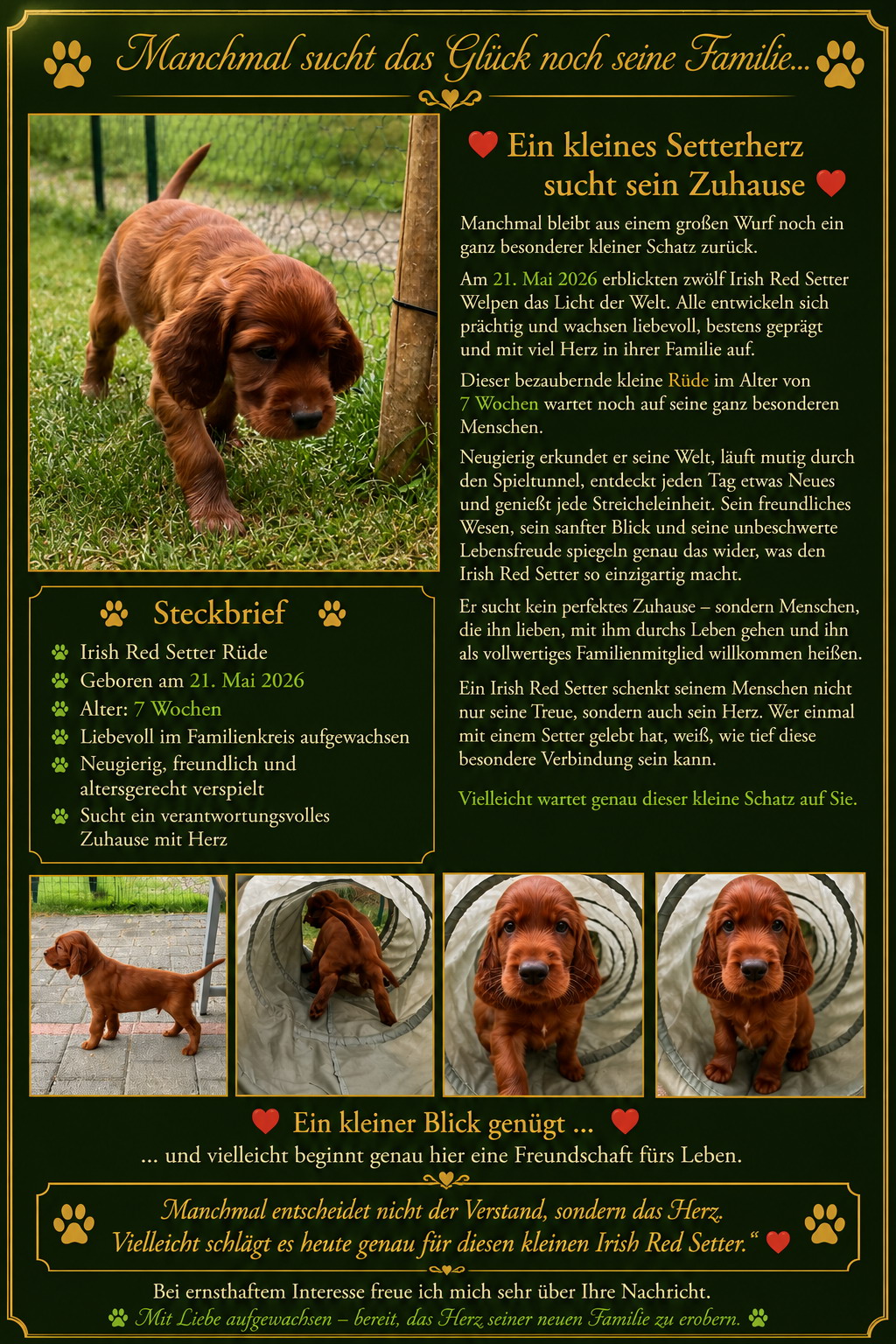 Irish Red Setter Welpe
